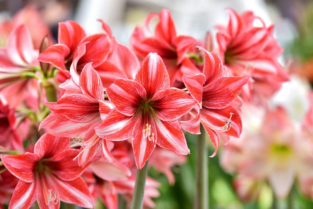 https://www.shutterstock.com/image-photo/beautiful-red-white-hippeastrum-amaryllis-flowers-756421564