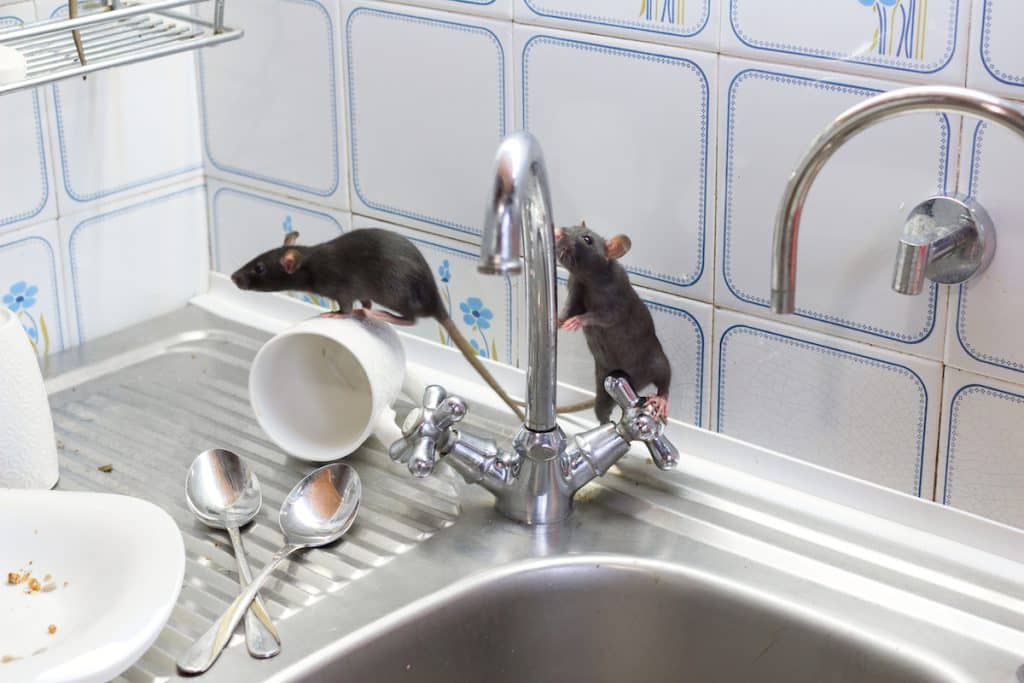 Ratten en bedwantsen: hoe voorkom je ze en hoe kom je er vanaf