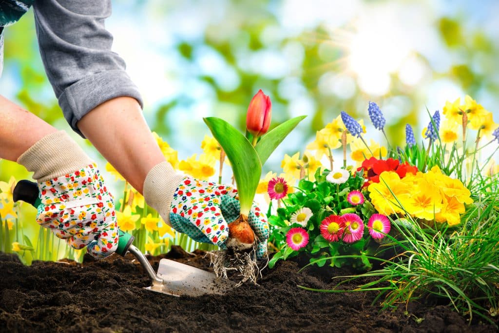 De beste tips voor een onderhoudsarme tuin