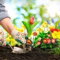 De beste tips voor een onderhoudsarme tuin