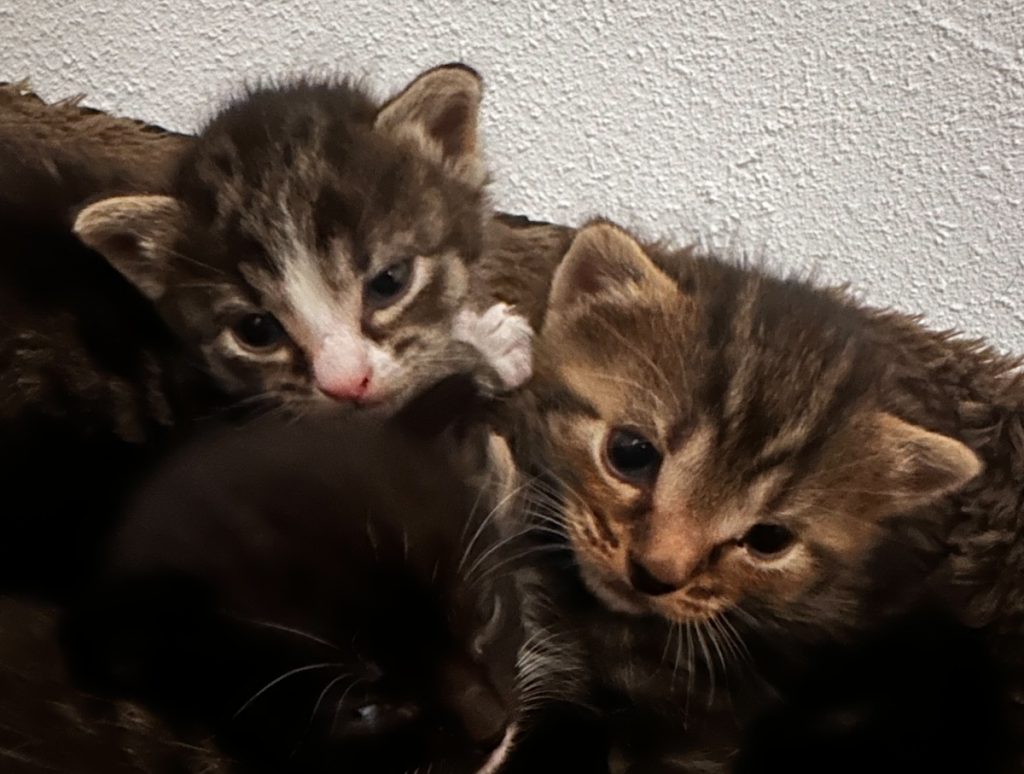 Waarom plast mijn kat in huis?